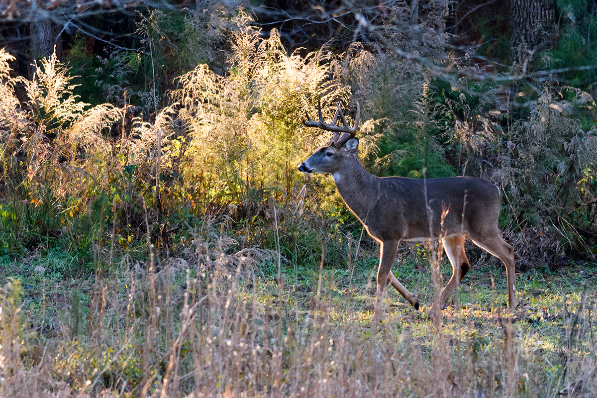Moree's Preserve Whitetail Deer Hunting