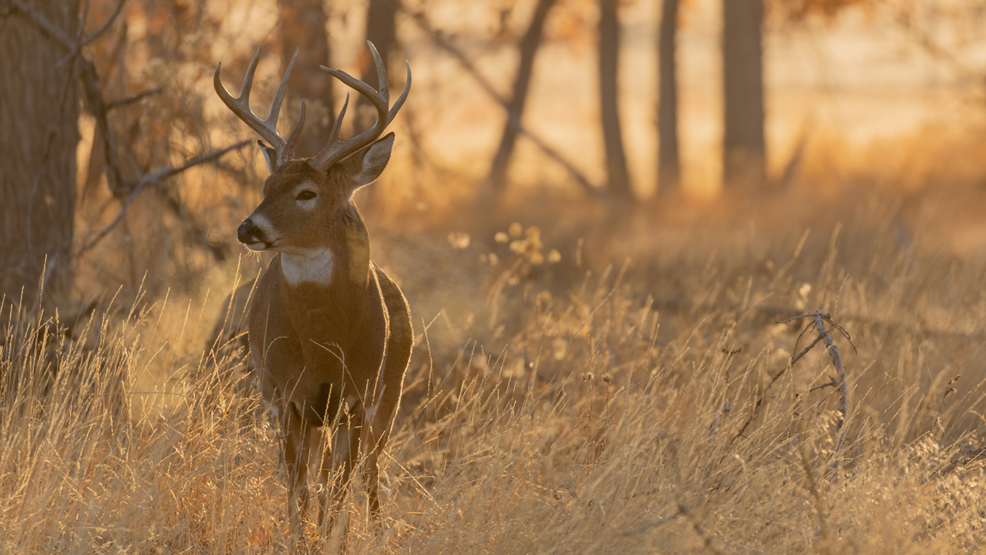Whitetail Deer Hunting at Morees Preserve