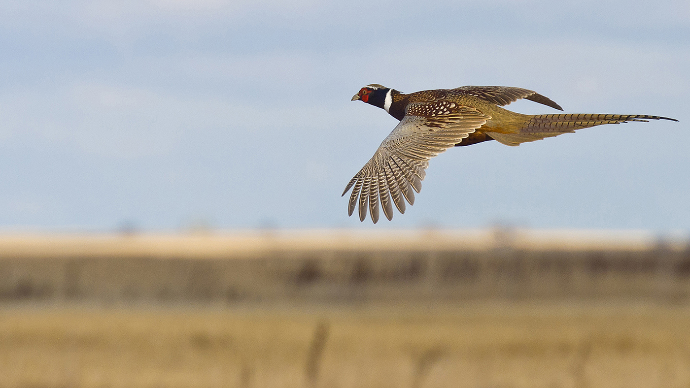 Pheasant Hunting at Morees Preserve