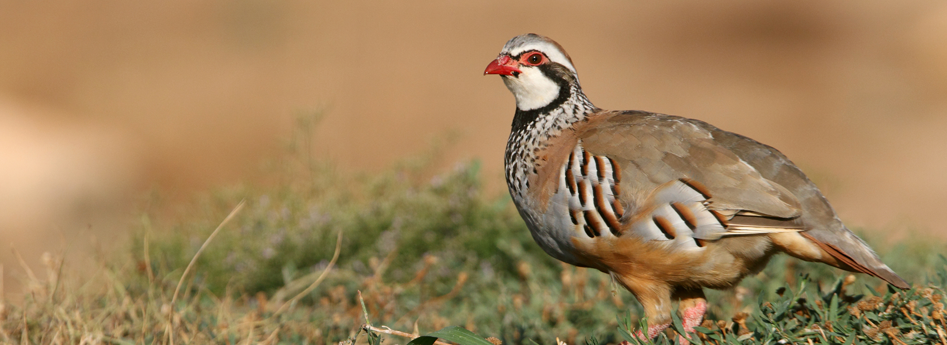 Read more about the article Chukar
