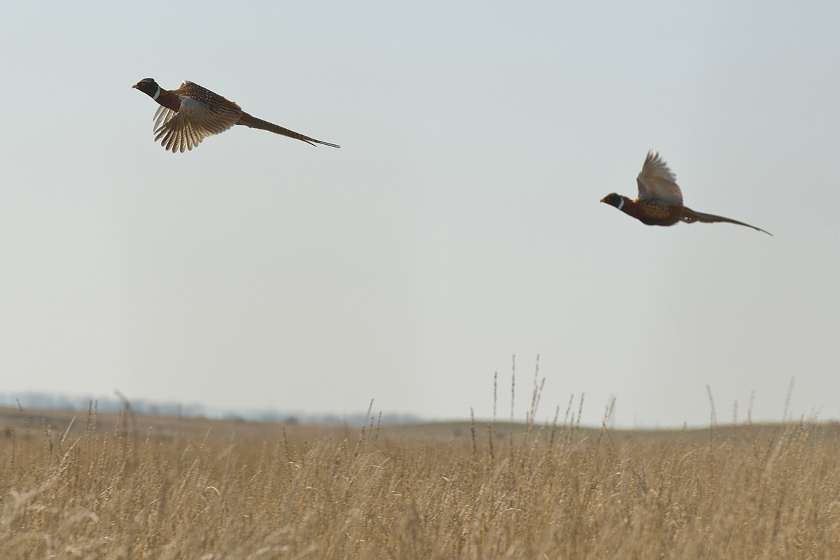 Moree's Preserve Pheasant Hunting
