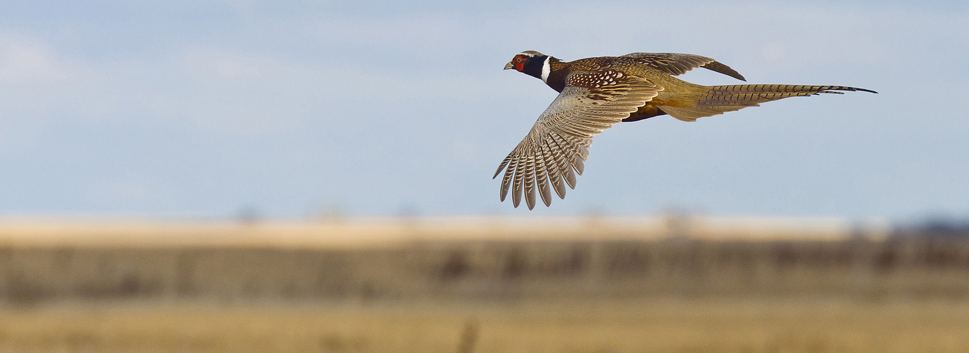 Read more about the article Pheasant