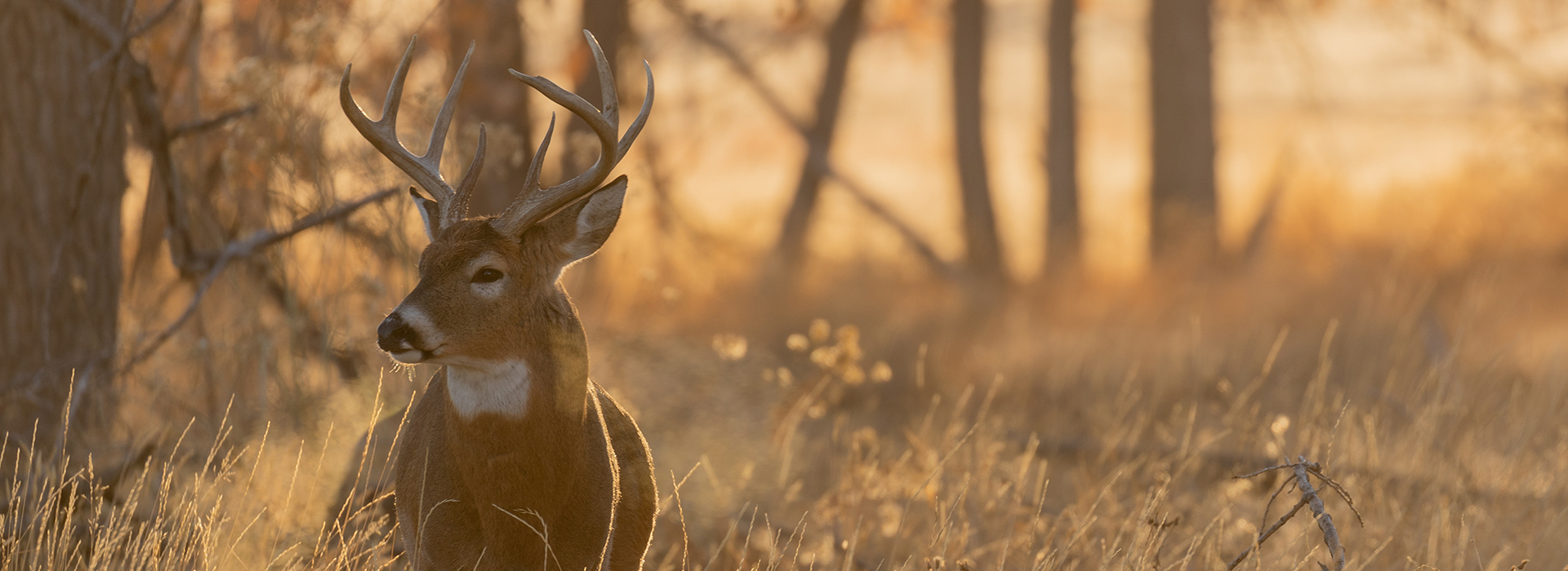 Read more about the article Whitetail Deer